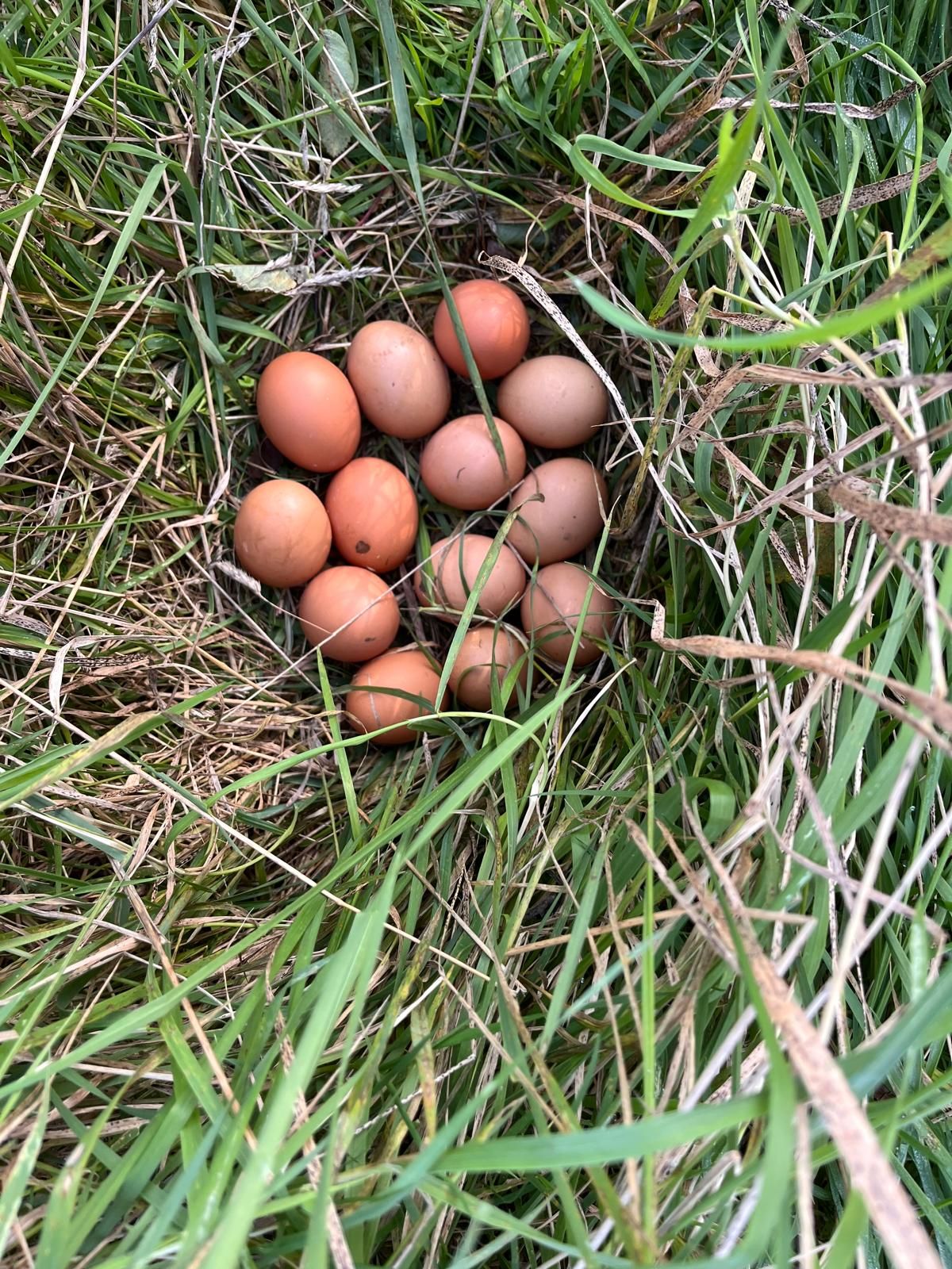 Freshly gathered eggs