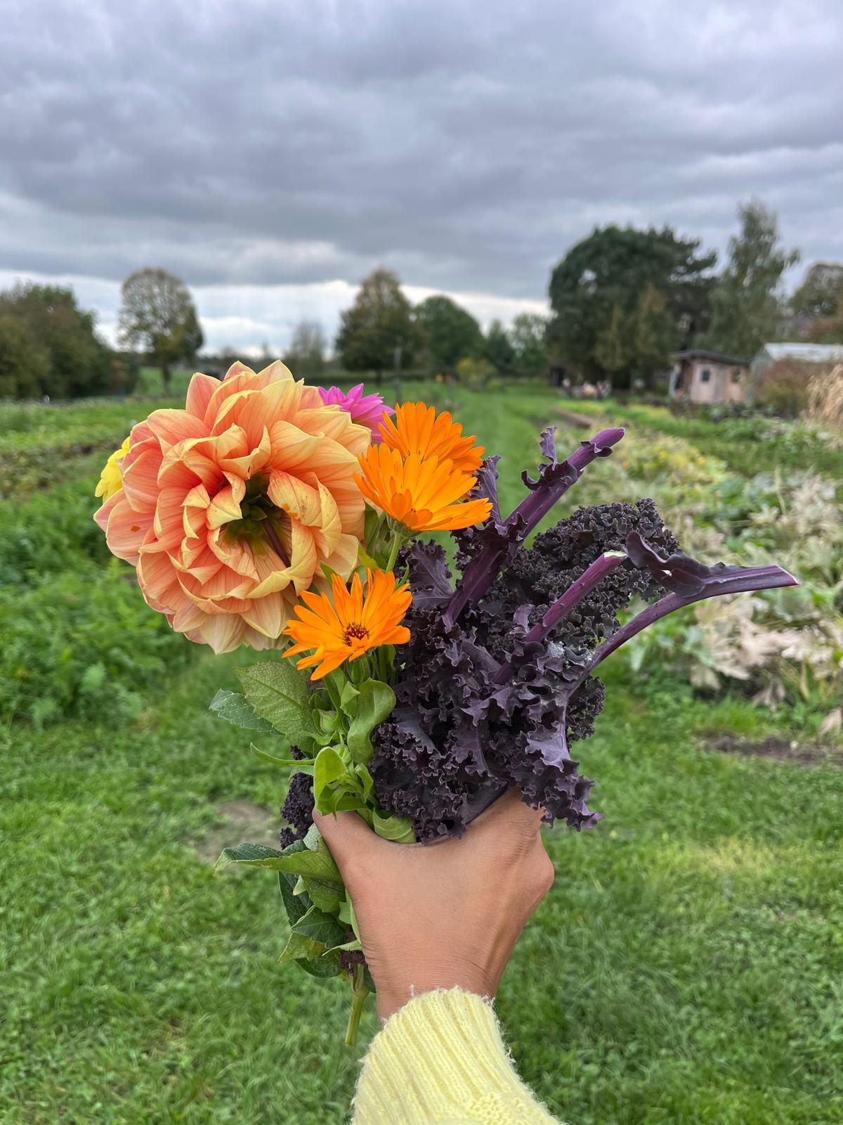 Flowers growing among the kale