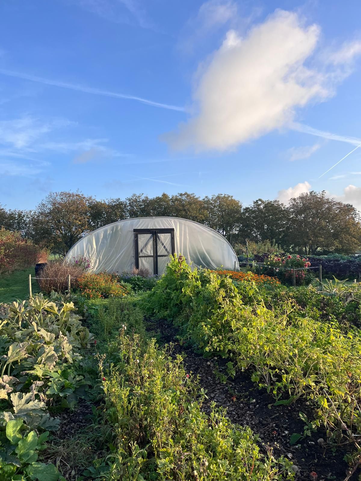 A regenerative garden with a greenhouse