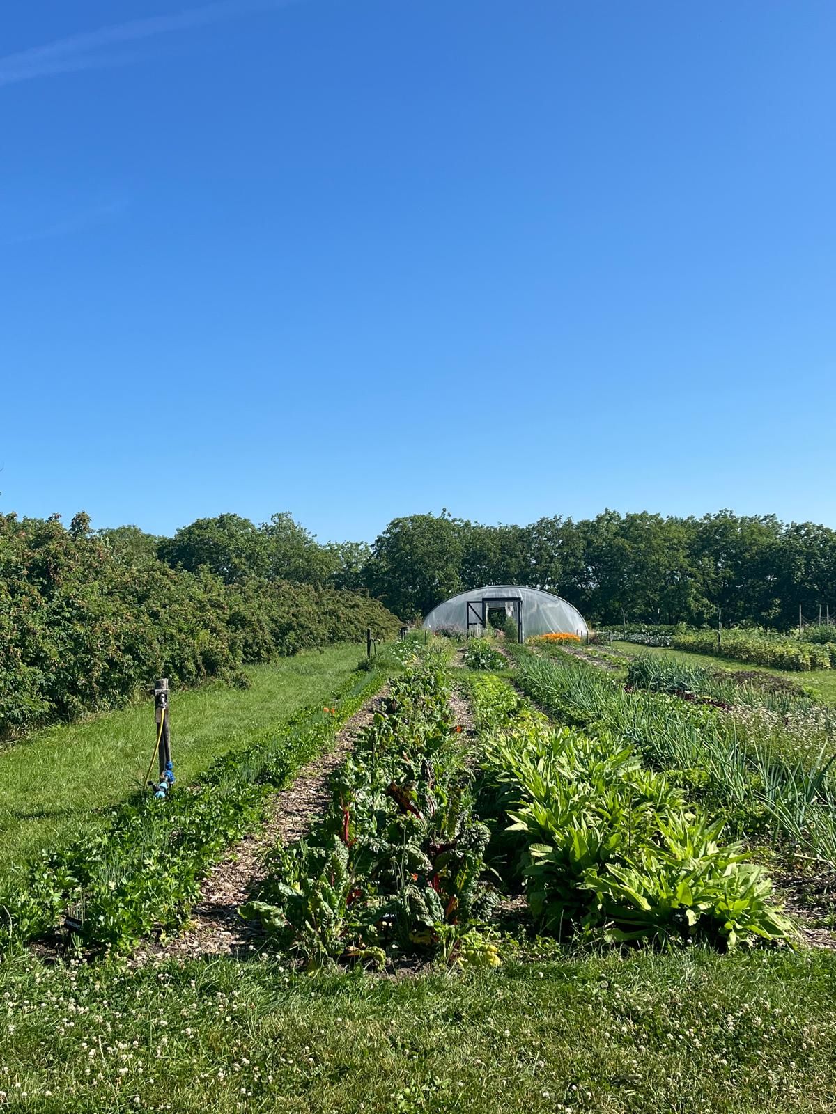 Rows of raised garden beds