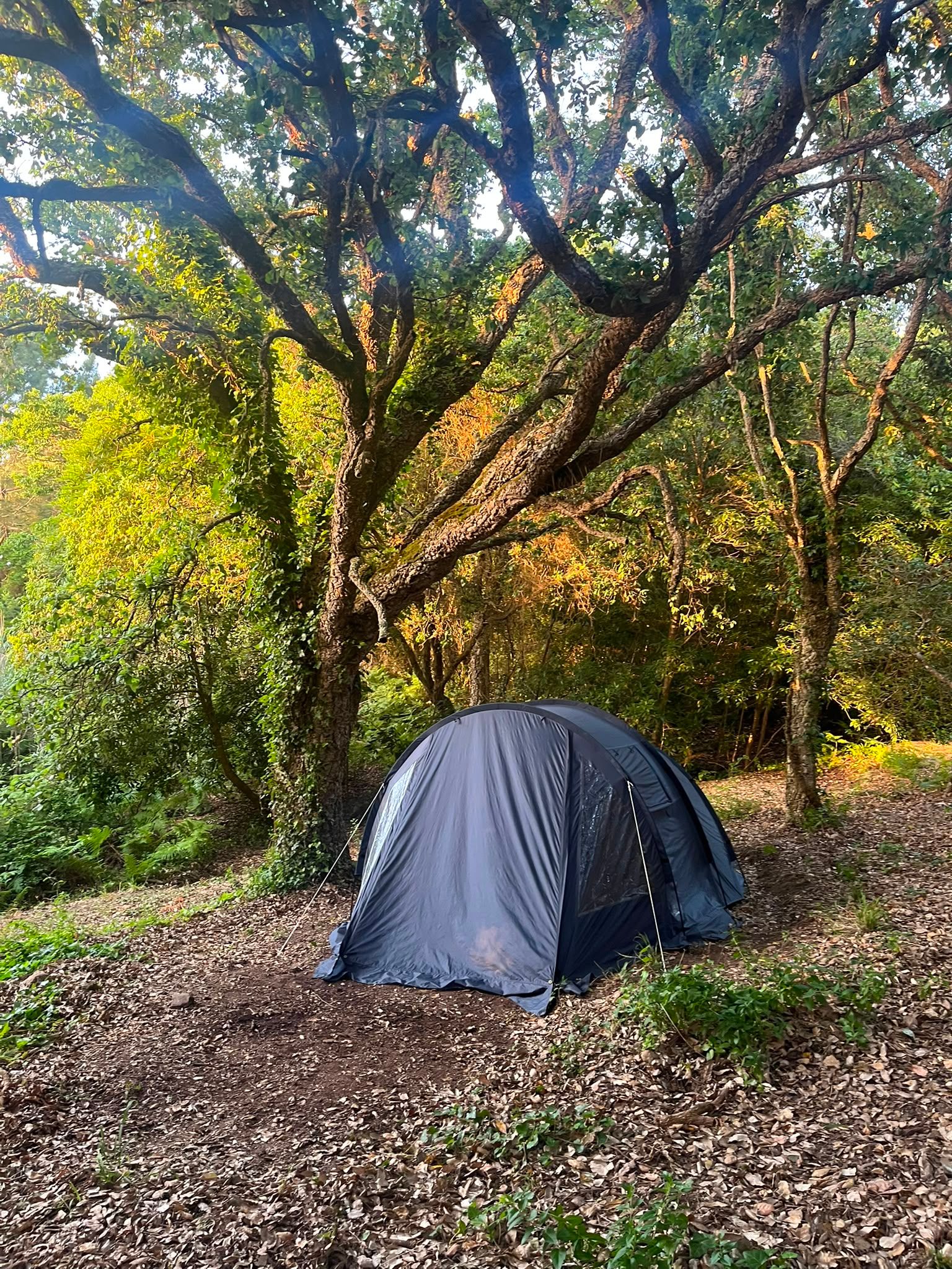 Camping under the cork oaks in Portugal