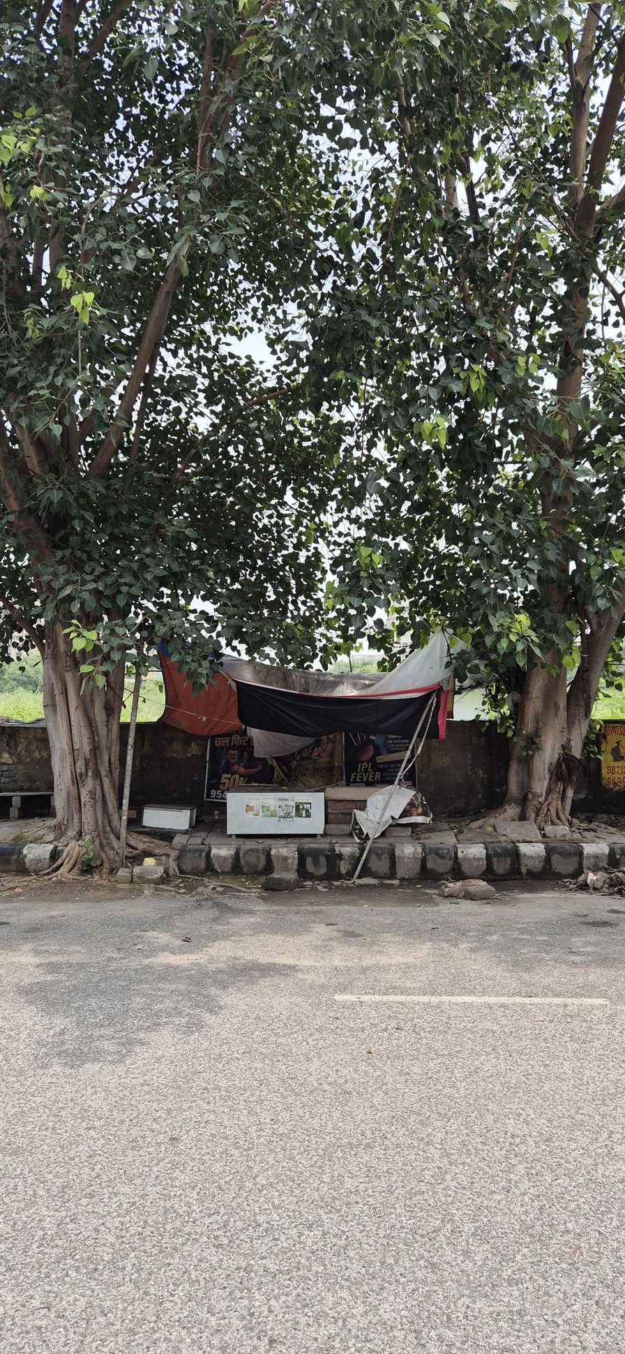 A roadside stall in the shade of two peepal trees