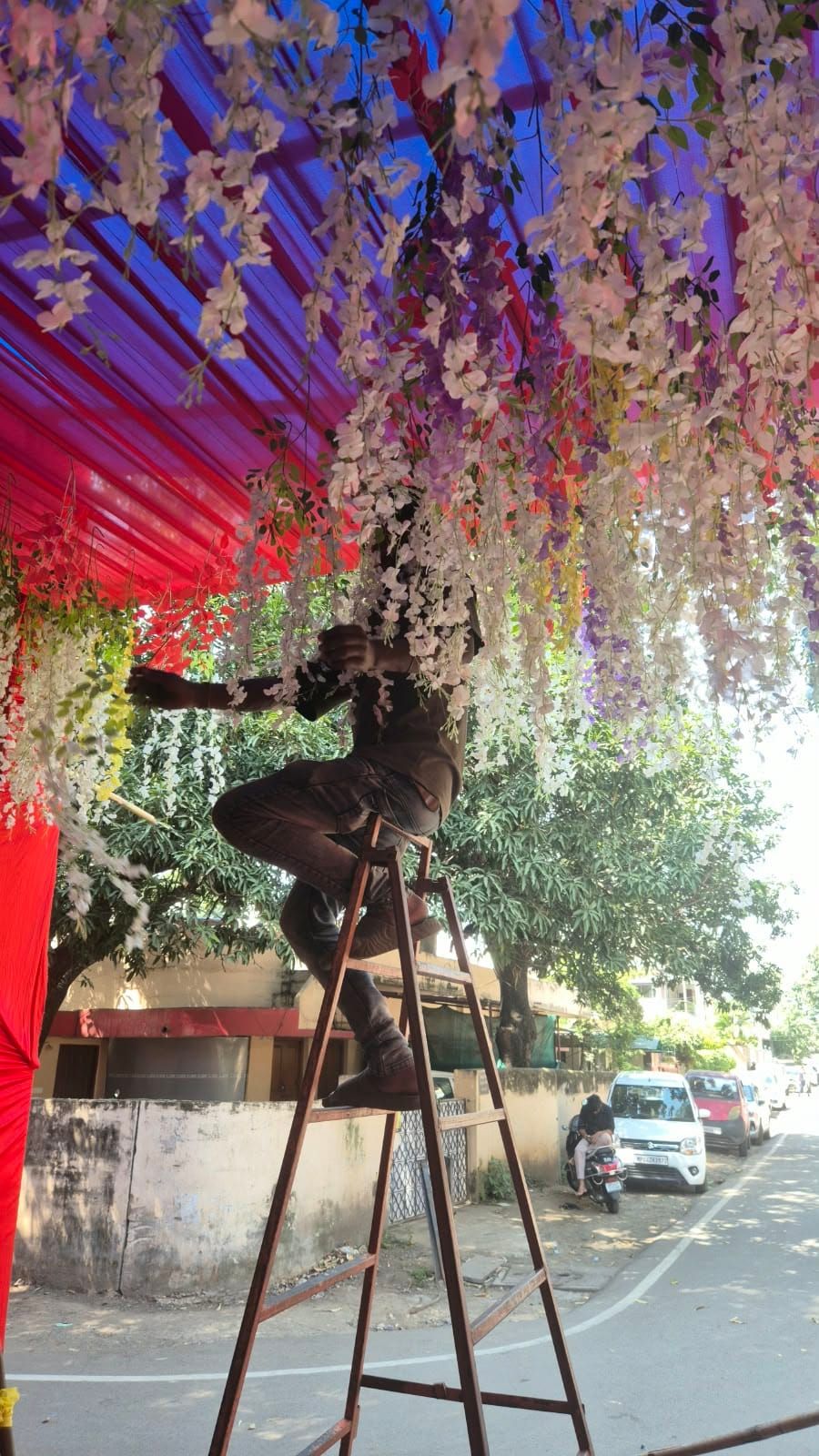 A man on a wooden ladder hangs artificial flowers under a red and purple roof, in a quiet street with trees and parked cars