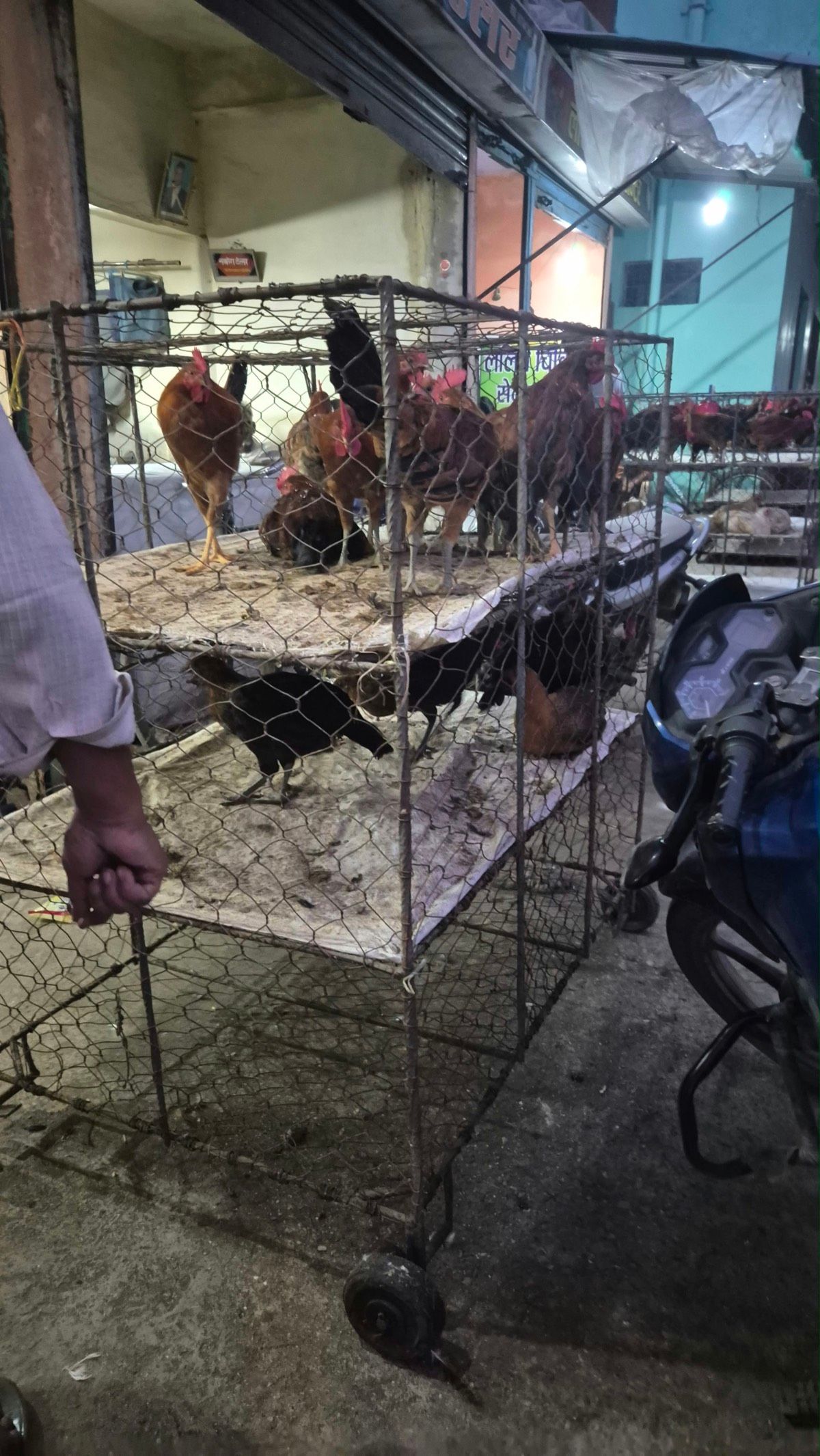 Live chickens in a wire cage on wheels at the market in the evening
