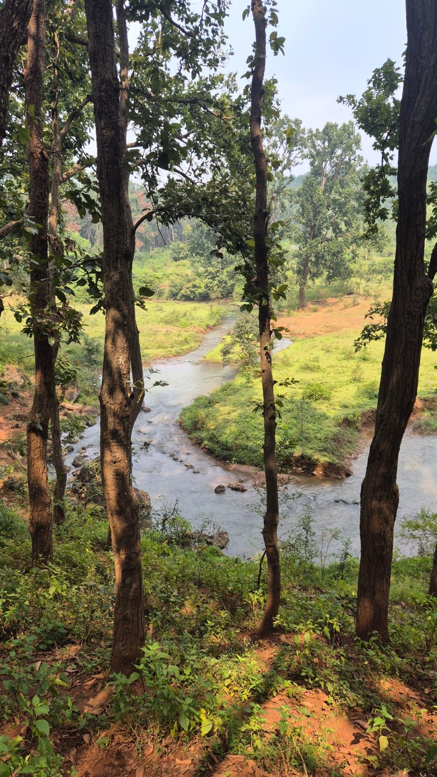 Through thin tree trunks you look down on a winding stream with stones, green grass and red earth in the jungle